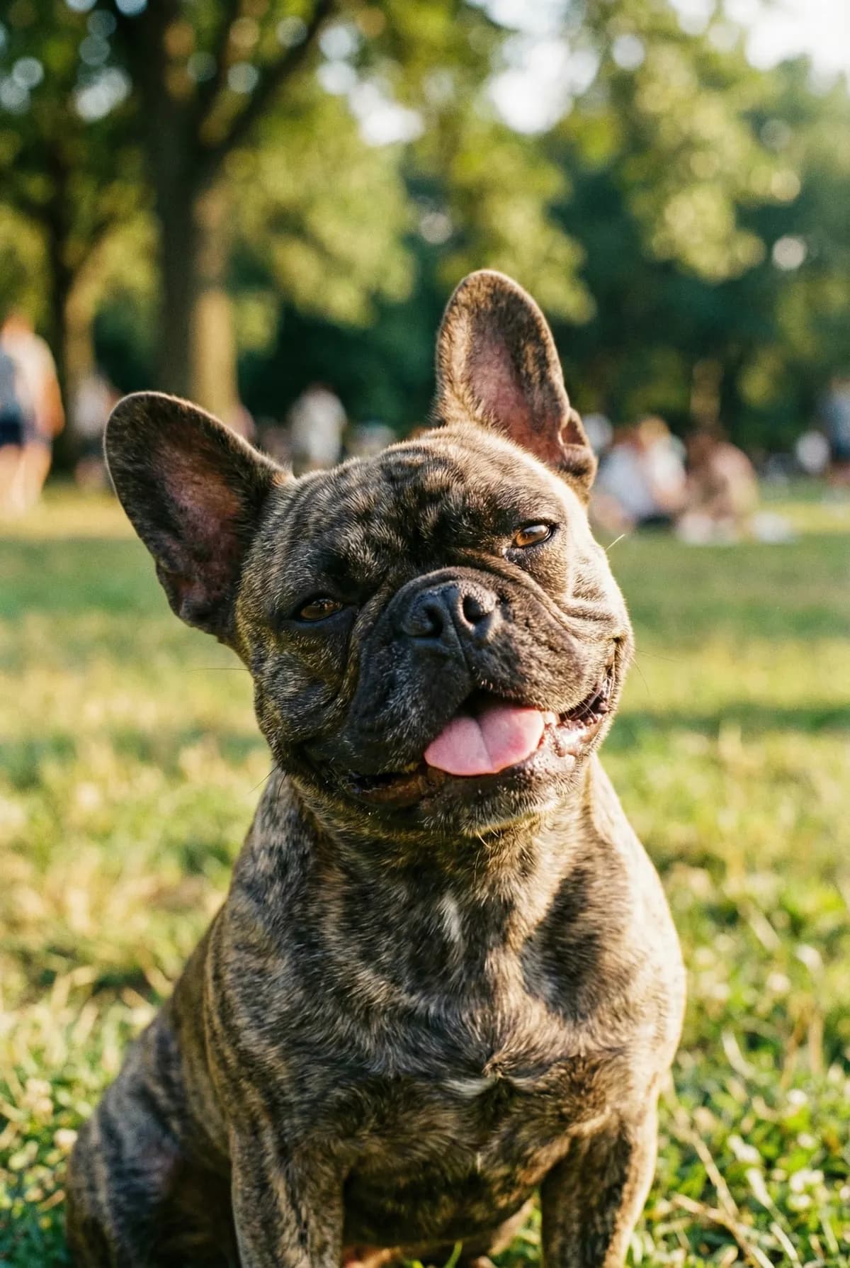 Bulldog Francês