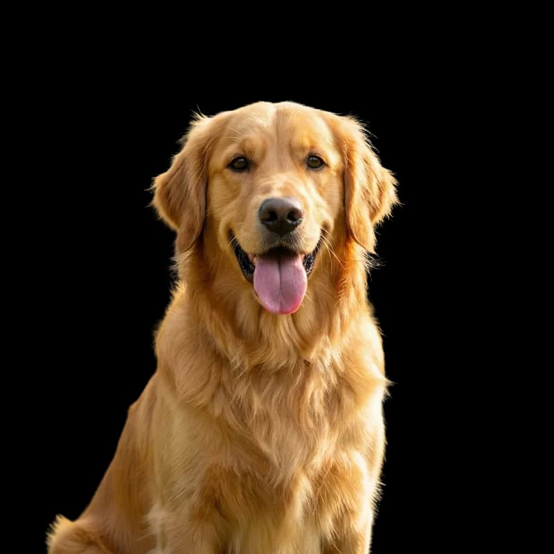 Golden Retriever feliz